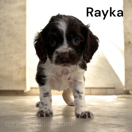 puppy, for, sale, Cocker Spaniel, Joe & Cherri  Overlease, dog, breeder, Miller, MO, dog-breeder, puppy-for-sale, forsale, nearby, find, puppyfind, locator, puppylocator, aca